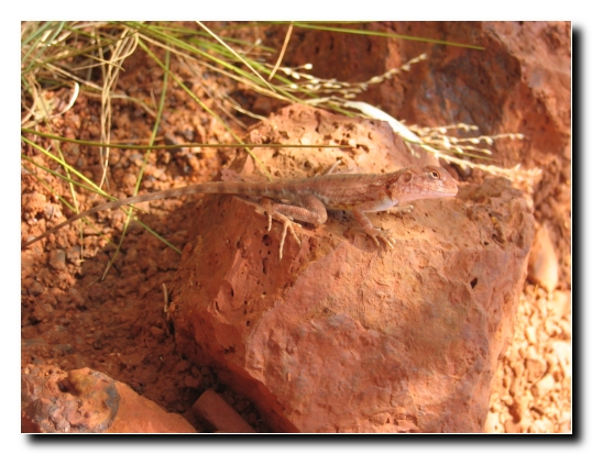 26 Kleines Geckolinchen